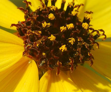 Coreopsis_tripteris_florets.jpg