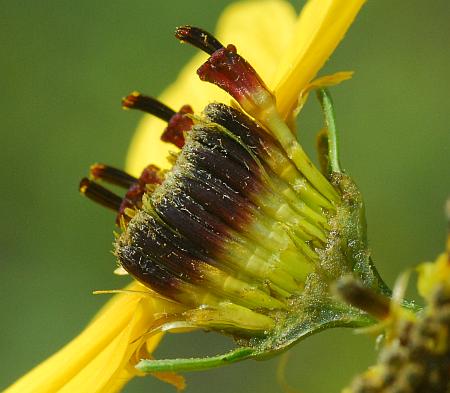 Coreopsis_tripteris_florets2.jpg