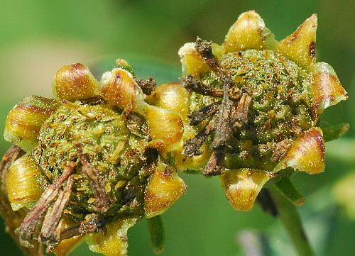 Coreopsis_tripteris_fruits.jpg