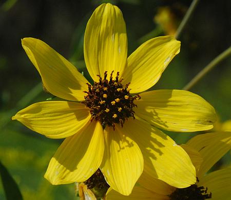 Coreopsis_tripteris_head.jpg