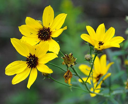 Coreopsis_tripteris_inflorescence.jpg