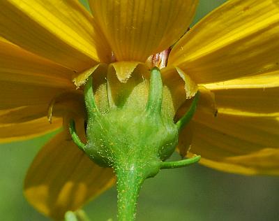 Coreopsis_tripteris_involucre2.jpg