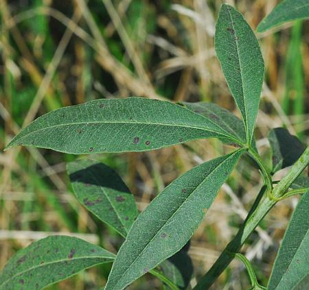 Coreopsis_tripteris_leaf1.jpg