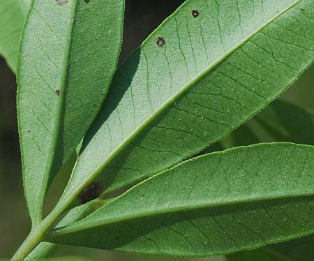 Coreopsis_tripteris_leaf2.jpg