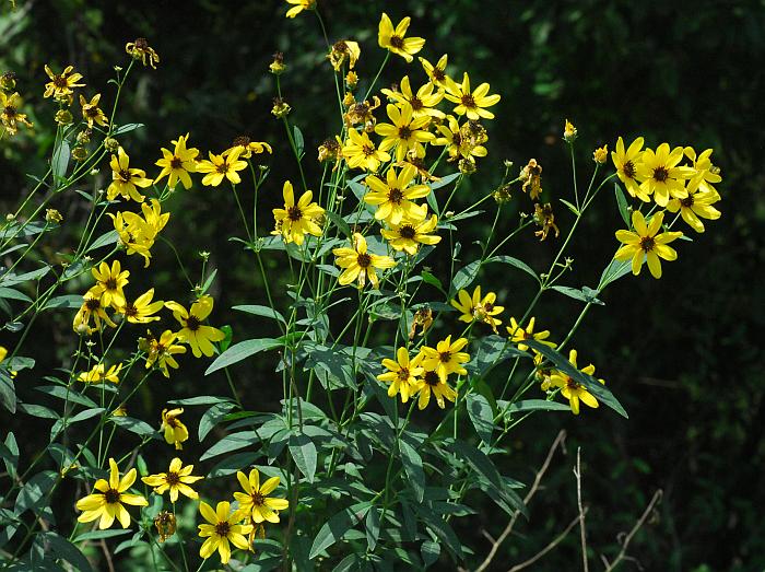 Coreopsis_tripteris_plant2.jpg