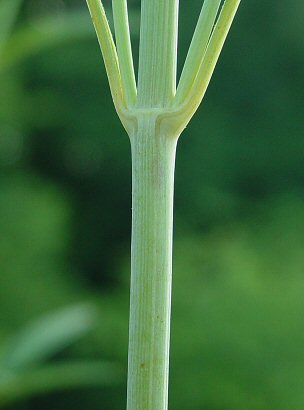 Coreopsis_tripteris_stem.jpg