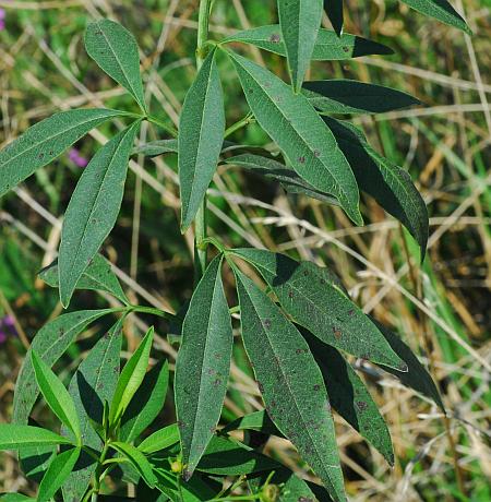 Coreopsis_tripteris_stem2.jpg