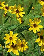 Coreopsis tripteris thumbnail