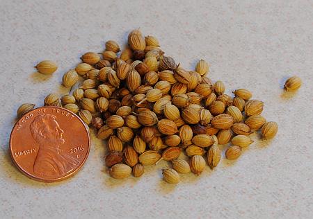 Coriandrum_sativum_coriander.jpg