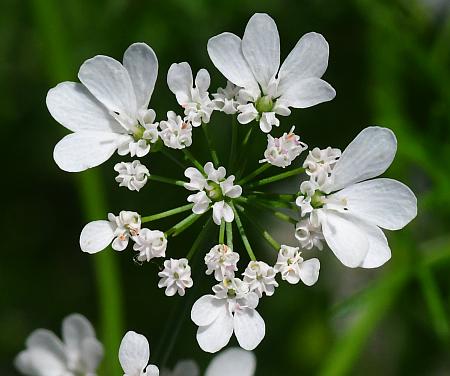 Coriandrum_sativum_florets.jpg