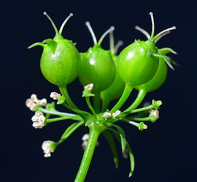 Coriandrum_sativum_fruits.jpg