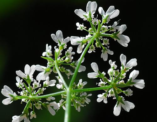 Coriandrum_sativum_inflorescence.jpg