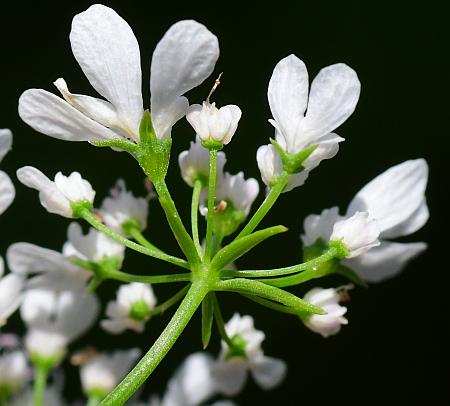 Coriandrum_sativum_inflorescence2.jpg