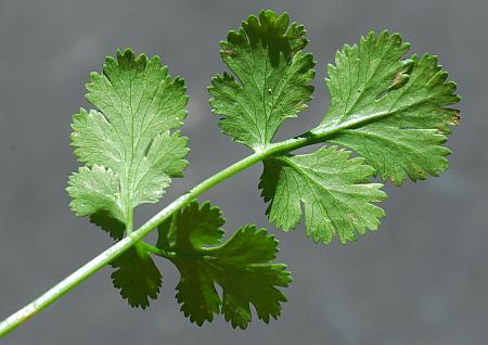 Coriandrum_sativum_leaf2.jpg