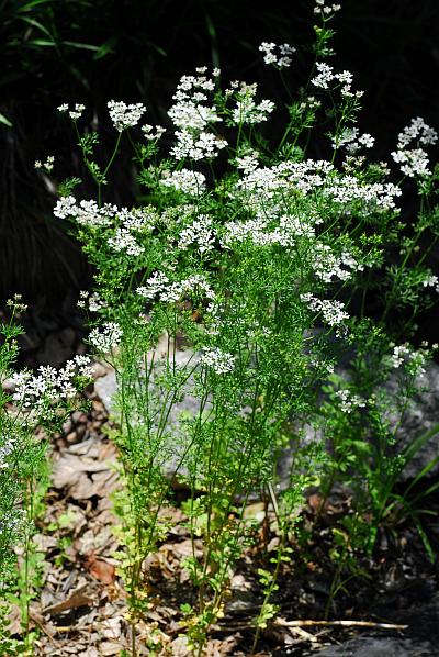 Coriandrum_sativum_plant.jpg