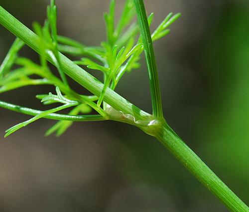 Coriandrum_sativum_stem.jpg