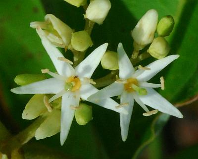 Cornus_amomum_flowers.jpg