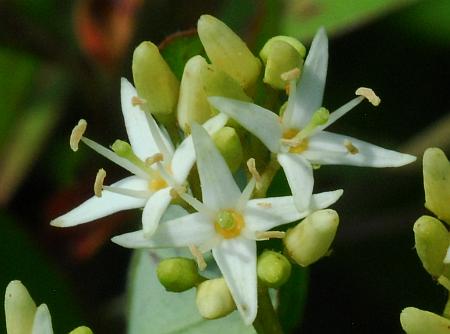 Cornus_amomum_flowers2.jpg