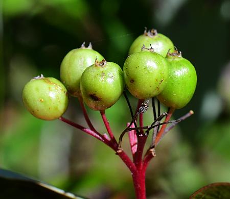 Cornus_amomum_fruits1.jpg