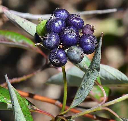 Cornus_amomum_fruits2.jpg