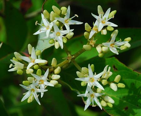 Cornus_amomum_inflorescence.jpg