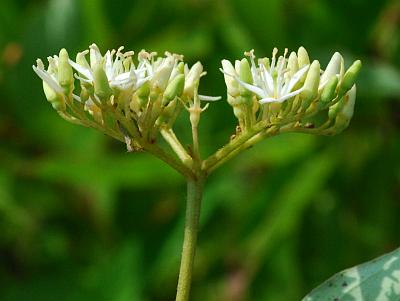 Cornus_amomum_inflorescence2.jpg