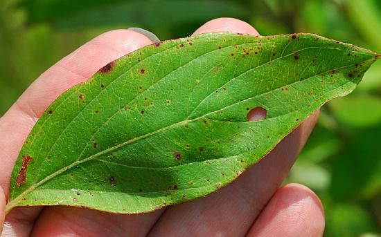 Cornus_amomum_leaf1.jpg