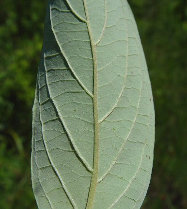 Cornus_amomum_leaf_abaxial.jpg