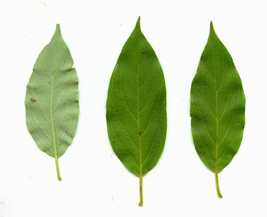 Cornus_amomum_leaves.jpg