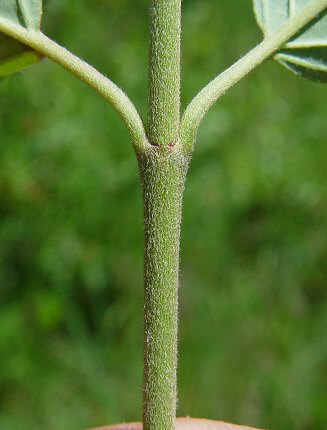 Cornus_amomum_new_growth.jpg