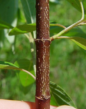 Cornus_amomum_stem.jpg