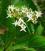 Cornus amomum thumbnail