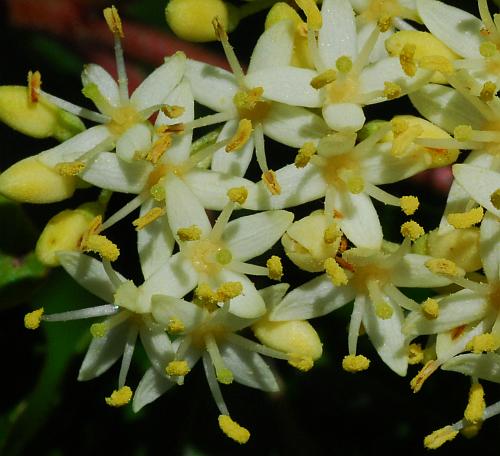 Cornus_drummondii_flowers.jpg