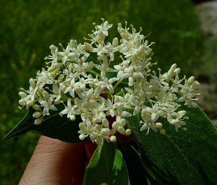 Cornus_drummondii_inflorescence.jpg