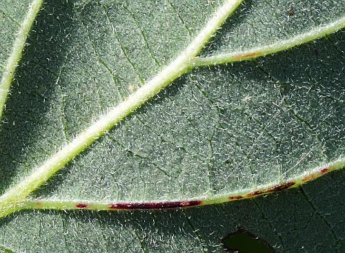 Cornus_drummondii_leaf2a.jpg