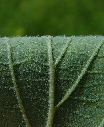 Cornus_drummondii_leaf_abaxial.jpg