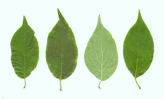 Cornus_drummondii_leaves.jpg