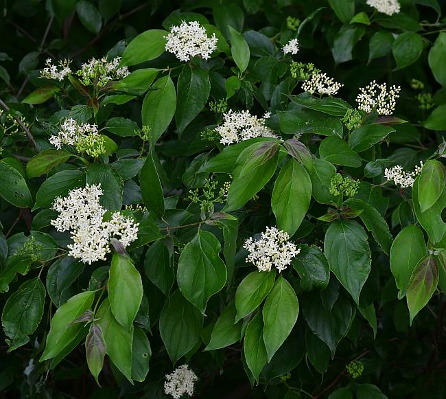 Cornus_drummondii_plant.jpg