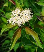 Cornus drummondii thumbnail