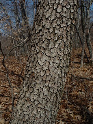 Cornus_florida_bark.jpg