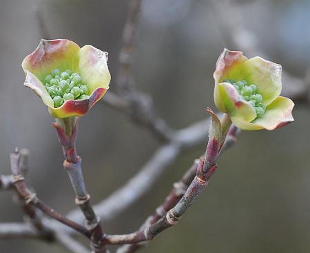 Cornus_florida_bracts.jpg