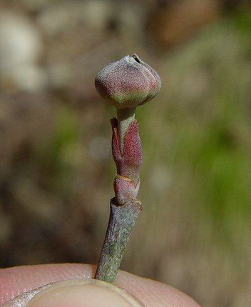 Cornus_florida_flower_bud.jpg