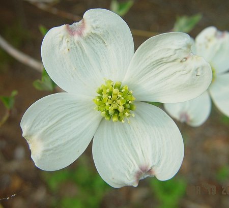 Cornus_florida_flowers.jpg