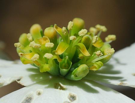 Cornus_florida_flowers4.jpg