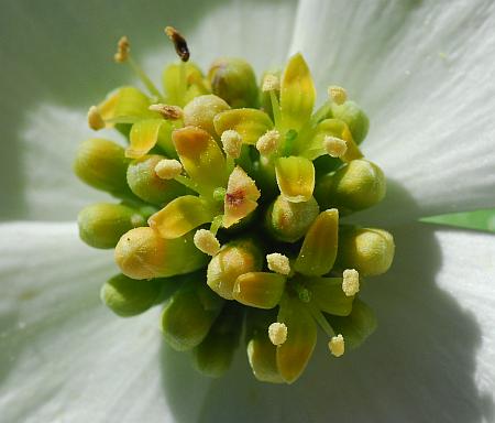 Cornus_florida_flowers5.jpg