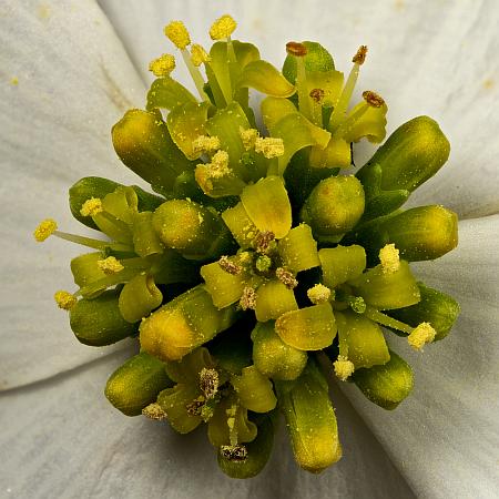 Cornus_florida_flowers6.jpg