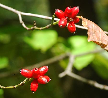 Cornus_florida_fruits.jpg