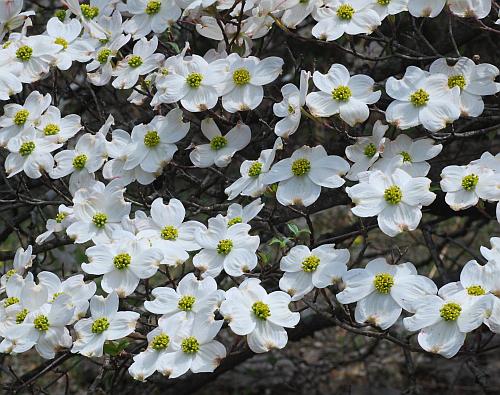 Cornus_florida_inflorescence2.jpg