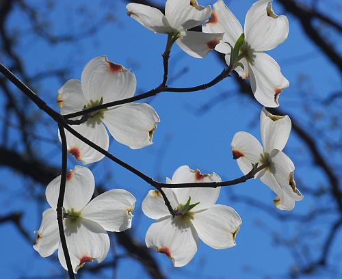 Cornus_florida_inflorescence3.jpg