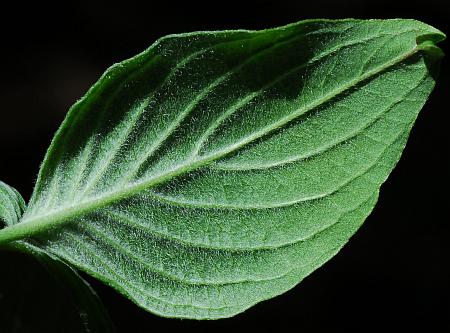 Cornus_florida_leaf2.jpg